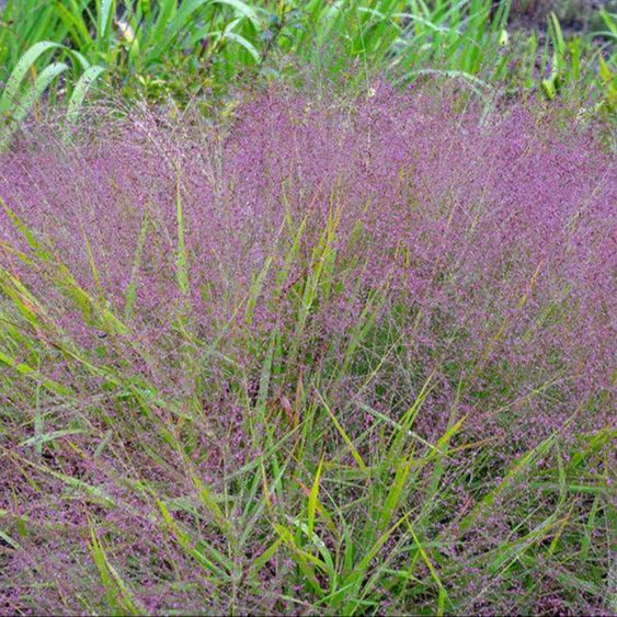 Eragrostis Spectabilis 'Purple Lovegrass' - Pepinieres du Plessis - Luzarches
