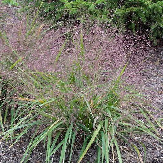 Eragrostis Spectabilis 'Purple Lovegrass' - Pepinieres du Plessis - Luzarches