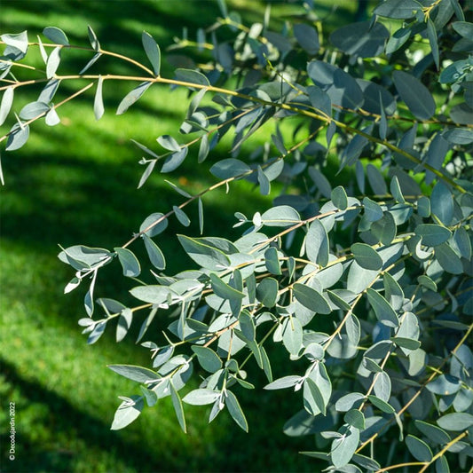 Eucalyptus Gunnii - Pepinieres du Plessis-Luzarches