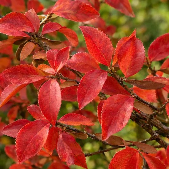Euonymus alatus - Pepinieres du Plessis-Luzarches