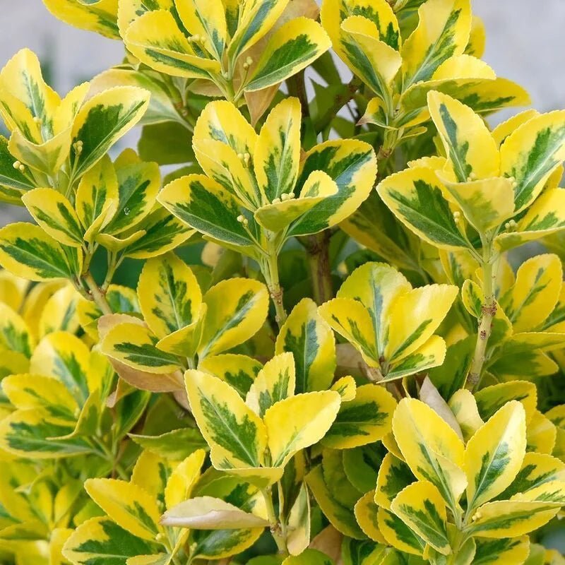 Euonymus Japonicus Aureomarginatus - Pepinieres du Plessis-Luzarches