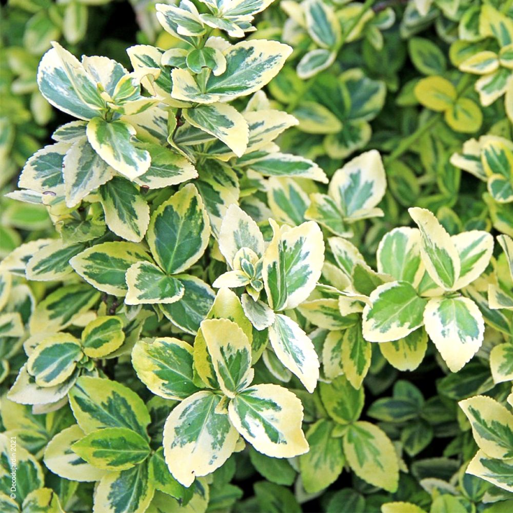 Euonymus Japonicus Bravo - Pepinieres du Plessis-Luzarches