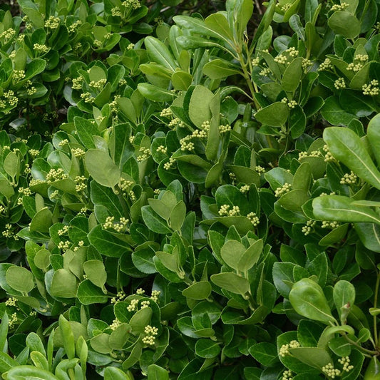 Euonymus Japonicus - Pepinieres du Plessis-Luzarches