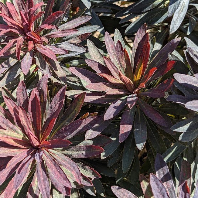 Euphorbe des bois 'Ruby Glow' - Pepinieres du Plessis-Luzarches