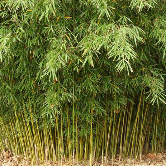 Fargesia Robusta Campbell - Pepinieres du Plessis - Luzarches