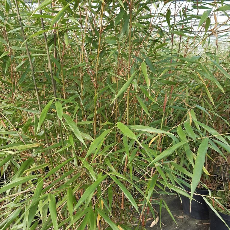 Fargesia Scabrida 'Asian Wonder' - Pepinieres du Plessis - Luzarches