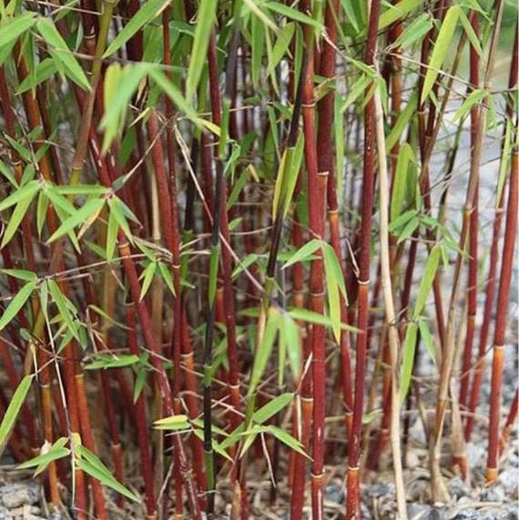 Fargesia Scabrida 'Asian Wonder' - Pepinieres du Plessis - Luzarches