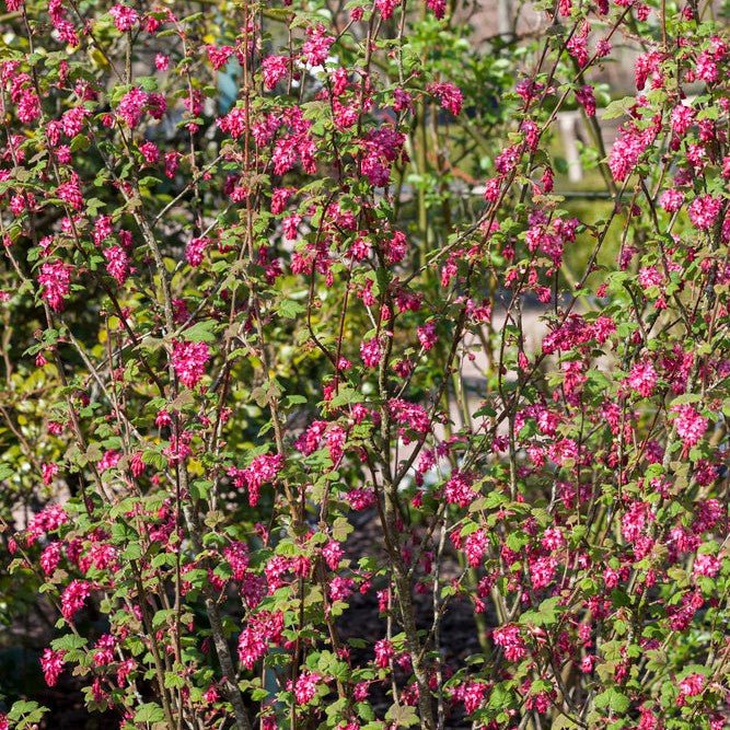 Groseillier à fleurs 'King Edward VII' - Pepinieres du Plessis-Luzarches