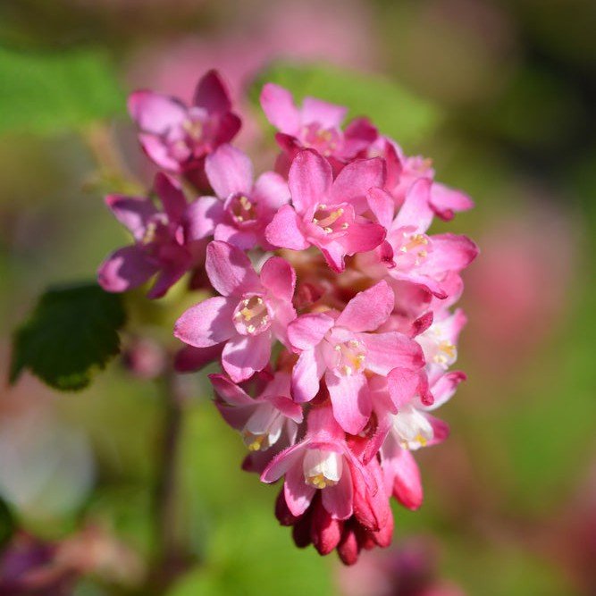 Groseillier à fleurs 'King Edward VII' - Pepinieres du Plessis-Luzarches