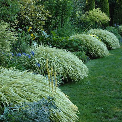 Hakonechloa Macra 'Aureola' - Pepinieres du Plessis - Luzarches