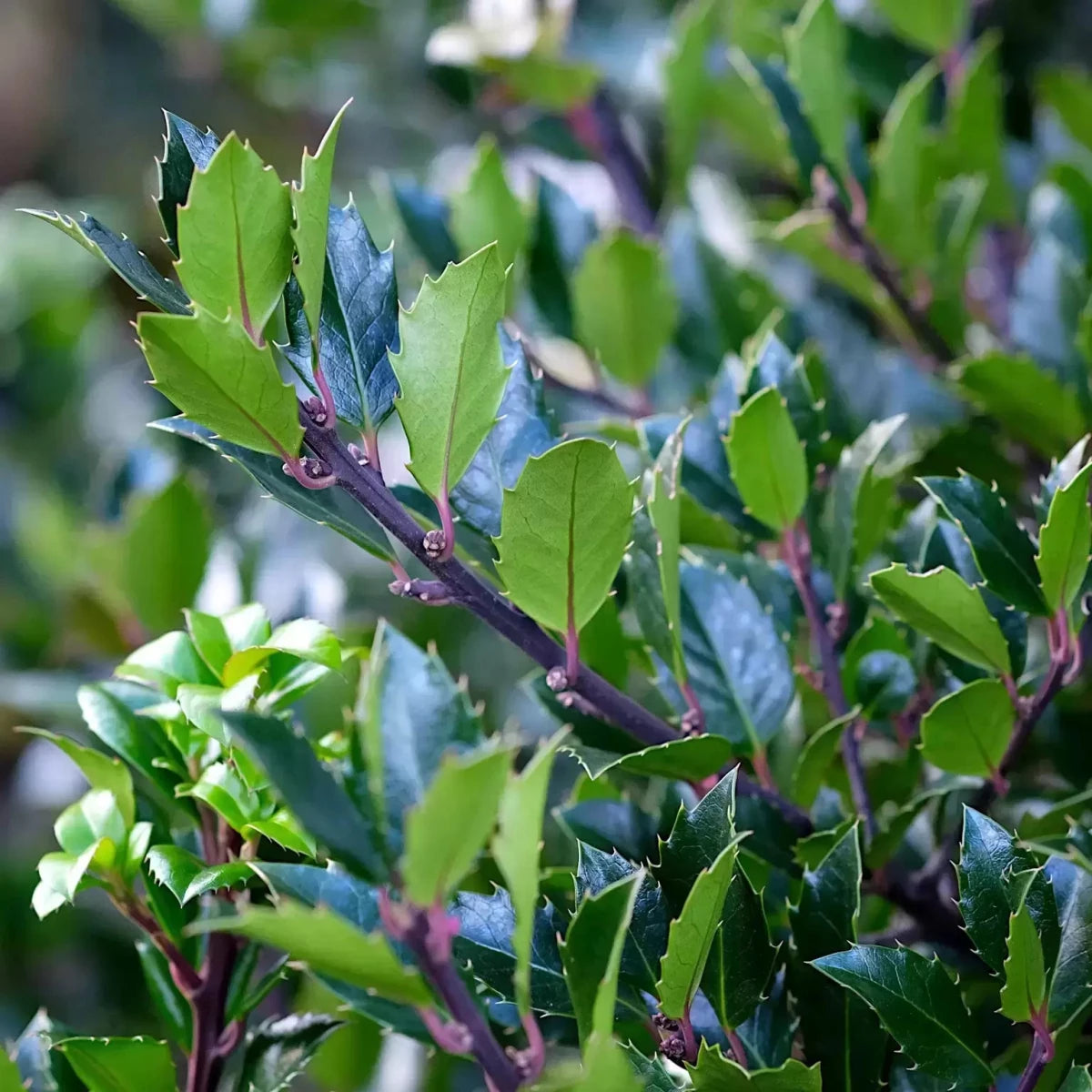Houx 'Blue Prince' - Pepinieres du Plessis-Luzarches