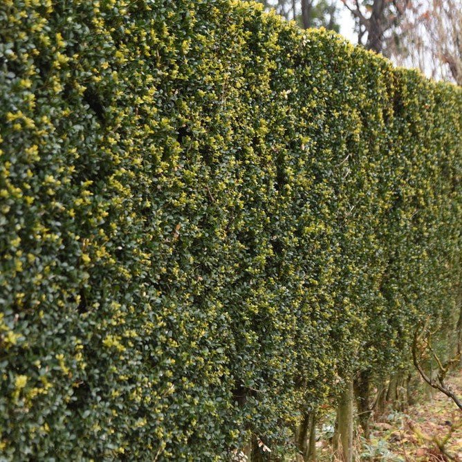 Houx crénelé 'Dark Green' - Pepinieres du Plessis-Luzarches