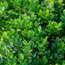 Houx crénelé 'Green Hedge' - Pepinieres du Plessis-Luzarches