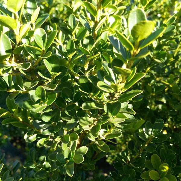 Houx crénelé 'Green Hedge' - Pepinieres du Plessis-Luzarches