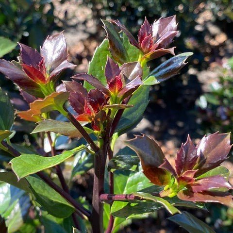 Houx 'Heckenblau' - Pepinieres du Plessis-Luzarches