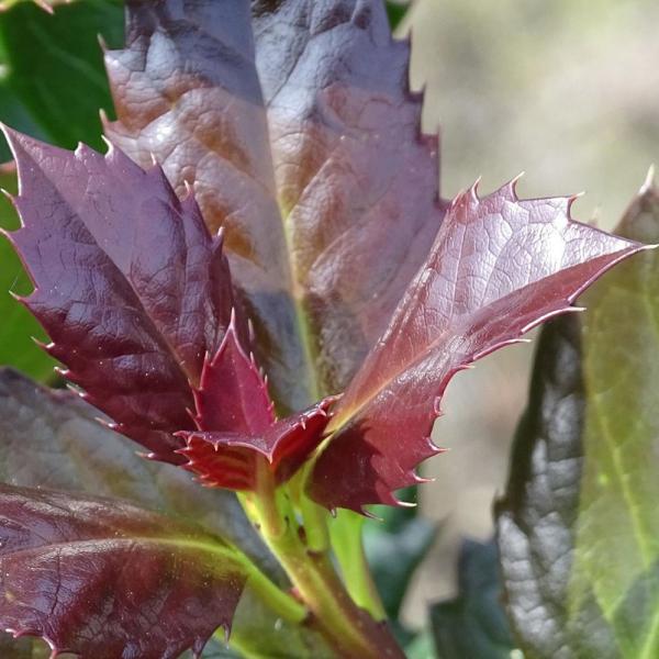 Houx 'Heckenblau' - Pepinieres du Plessis-Luzarches