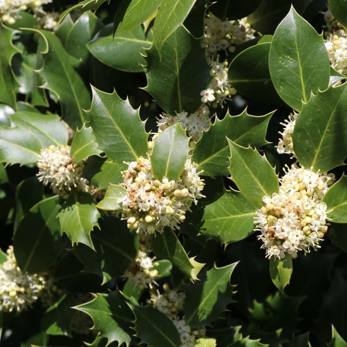 Houx 'Heckenpracht' - Pepinieres du Plessis-Luzarches