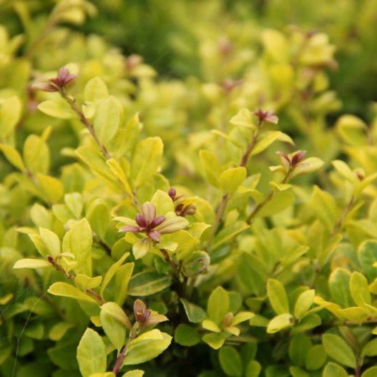 Houx japonais 'Golden Gem' - Pepinieres du Plessis-Luzarches