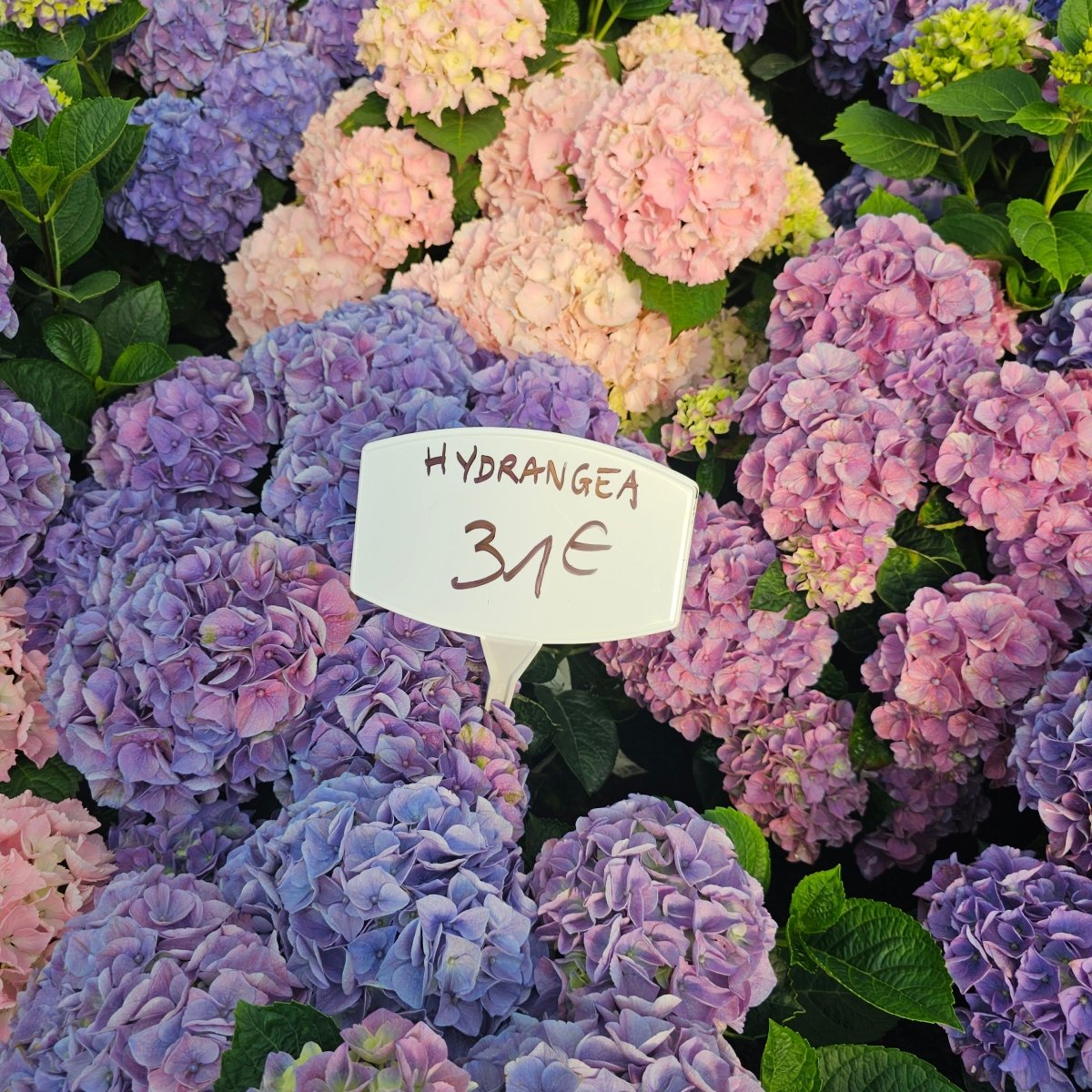 Hydrangea floraison programmée - Pepinieres du Plessis-Luzarches