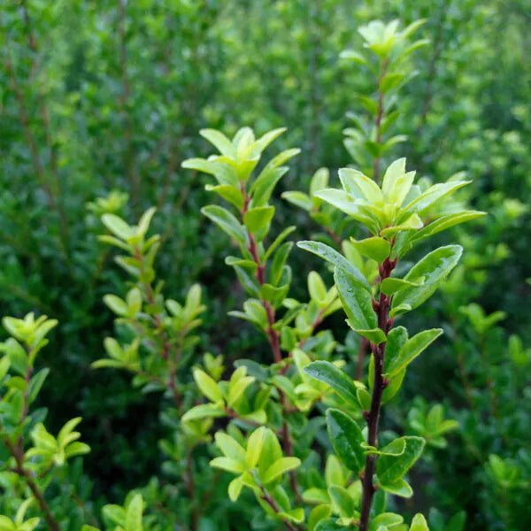 Ilex maximowicziana 'Kanehirae' - Pepinieres du Plessis-Luzarches