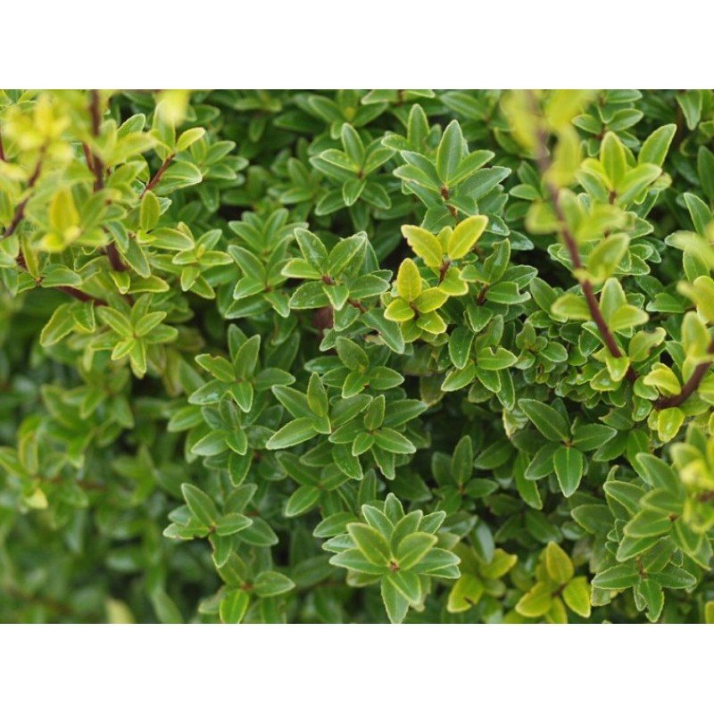 Ilex maximowicziana 'Kanehirae' - Pepinieres du Plessis-Luzarches