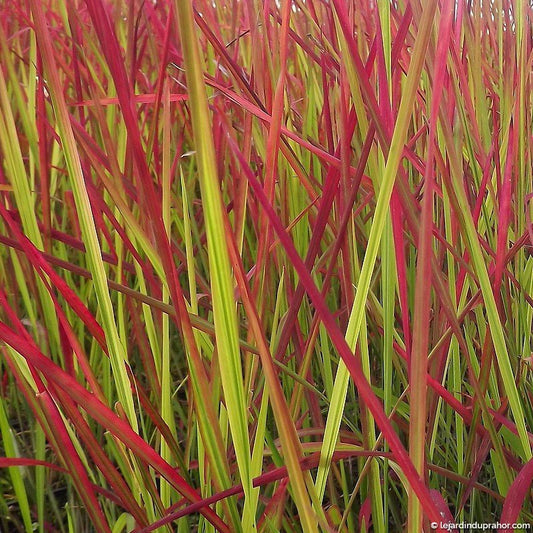 Imperata Red Baron - Pepinieres du Plessis - Luzarches