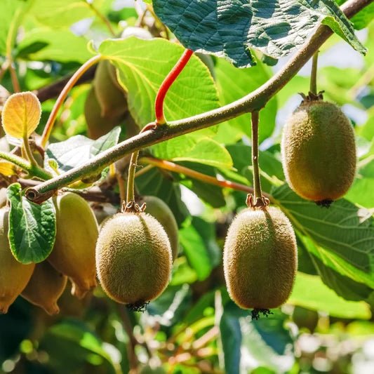 Kiwi Mâle - Pepinieres du Plessis-Luzarches