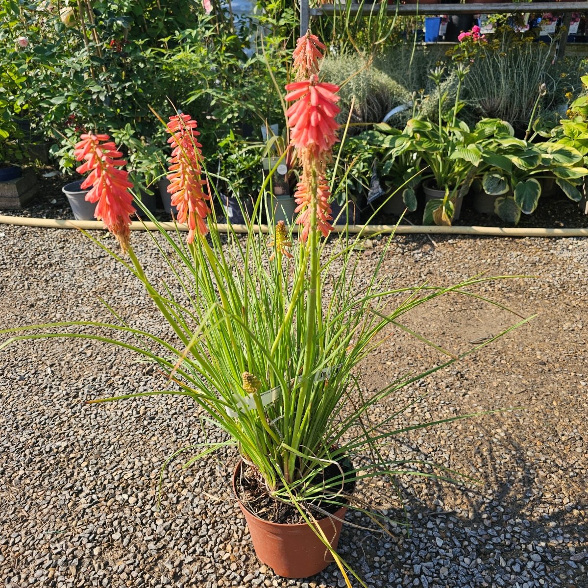 Kniphofia Redhot Popsicle - Pepinieres du Plessis-Luzarches