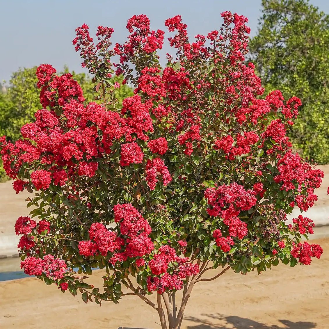 Lagerstroemia Dynamite - Pepinieres du Plessis-Luzarches