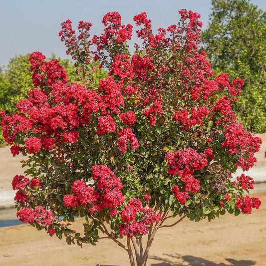 Lagerstroemia Dynamite - Pepinieres du Plessis-Luzarches