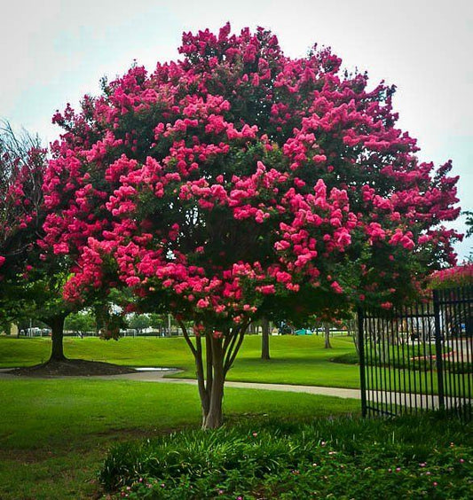 Lagerstroemia Indica Mix - Pepinieres du Plessis-Luzarches