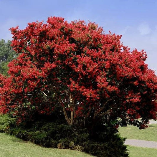 Lagerstroemia Indica Rosso - Pepinieres du Plessis-Luzarches