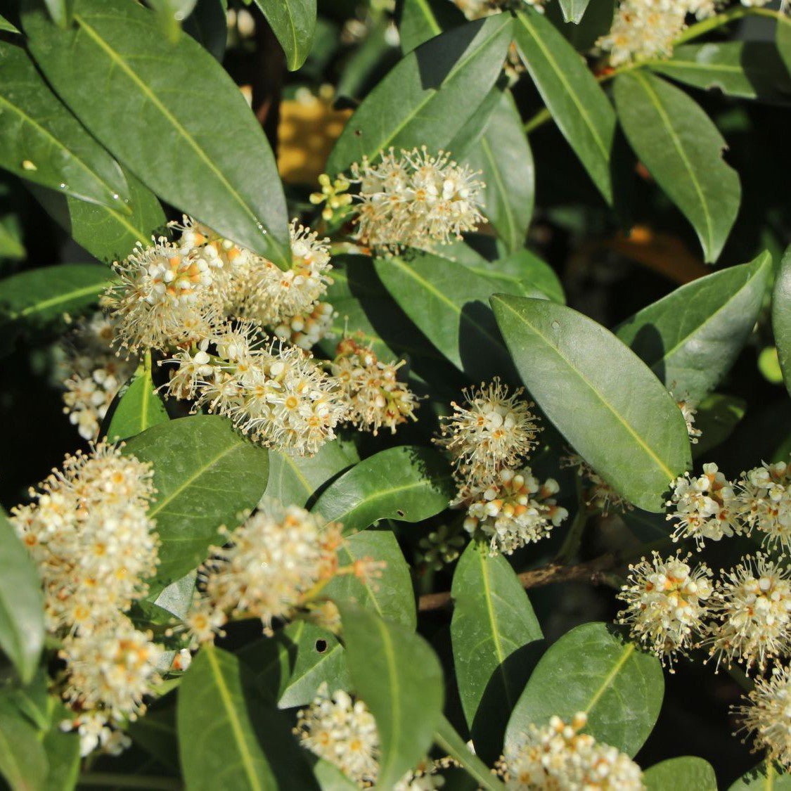 Laurier palme 'Herbergii' - Pepinieres du Plessis-Luzarches