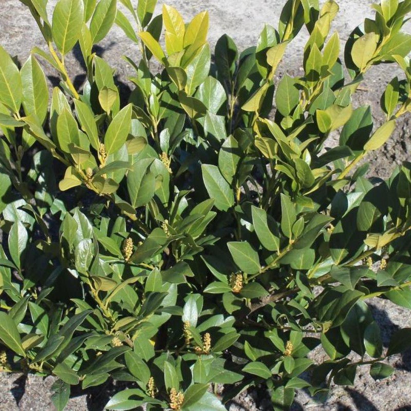 Laurier palme 'Mano' - Pepinieres du Plessis-Luzarches
