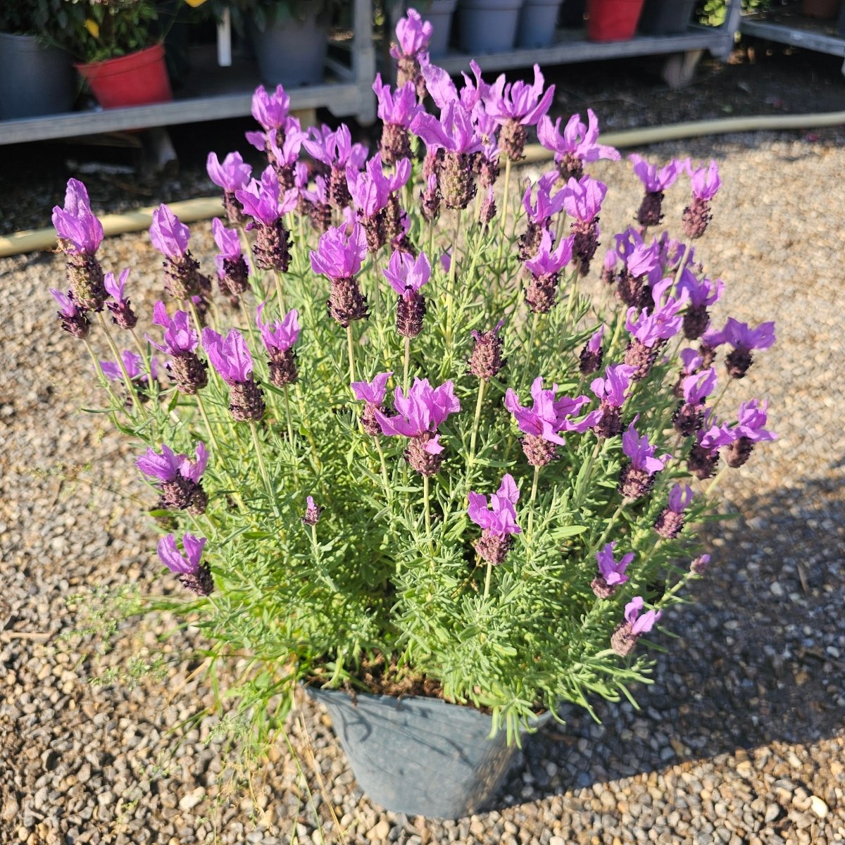 Lavandula Stoechas - Pepinieres du Plessis-Luzarches
