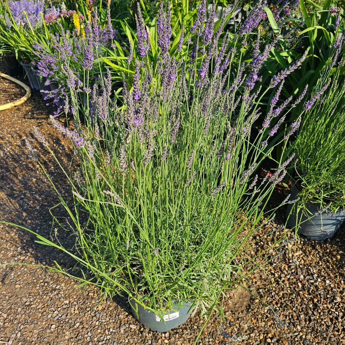Lavandula x intermedia Grosso (Violet) - Pepinieres du Plessis-Luzarches