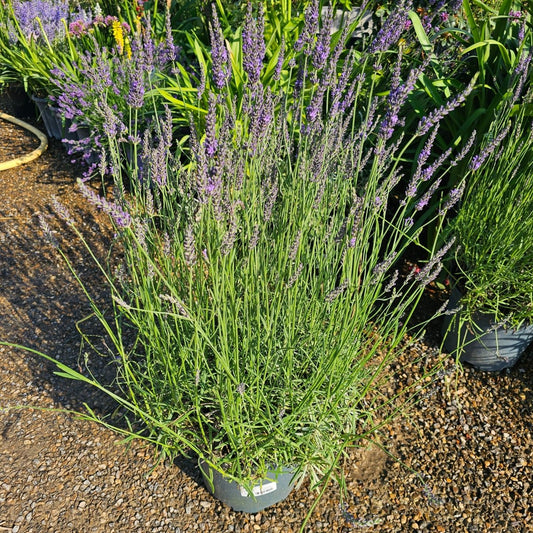 Lavandula x intermedia Grosso (Violet) - Pepinieres du Plessis-Luzarches