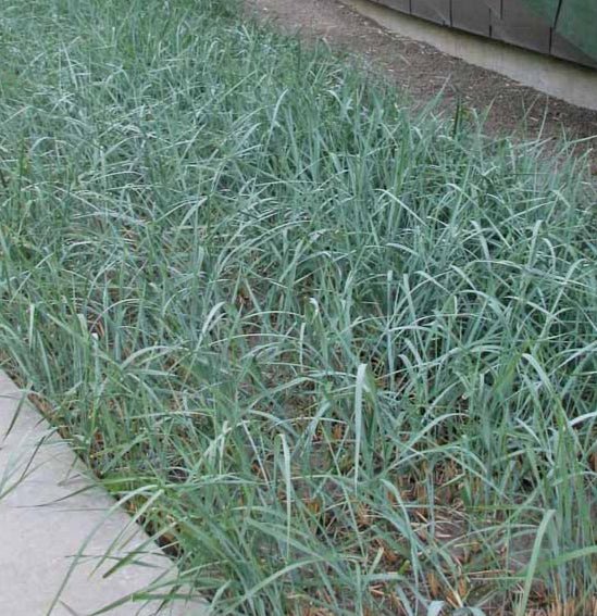 Leymus Arenarius 'Blue Dune' - Pepinieres du Plessis - Luzarches