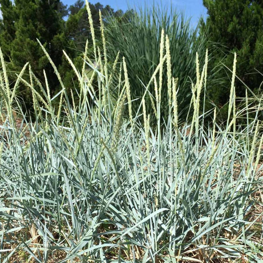 Leymus Arenarius 'Blue Dune' - Pepinieres du Plessis - Luzarches