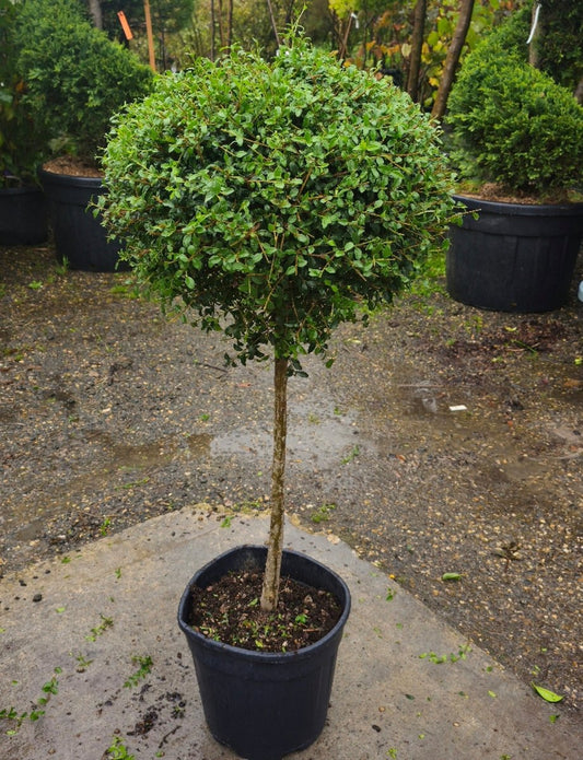 Ligustrum Jonandrum - Pepinieres du Plessis - Luzarches