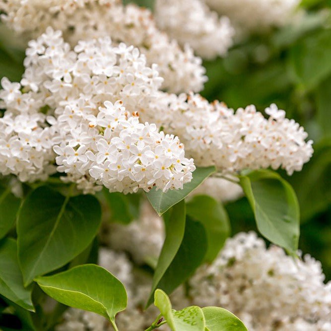 Lilas commun - Pepinieres du Plessis-Luzarches
