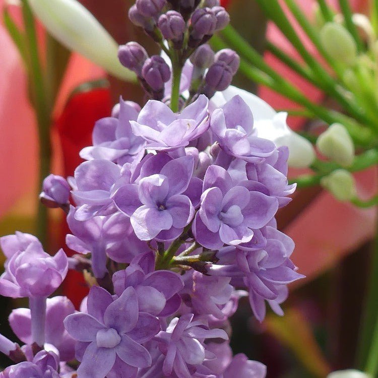 Lilas commun - Pepinieres du Plessis-Luzarches