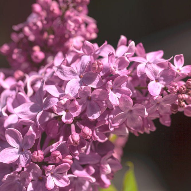Lilas commun - Pepinieres du Plessis-Luzarches