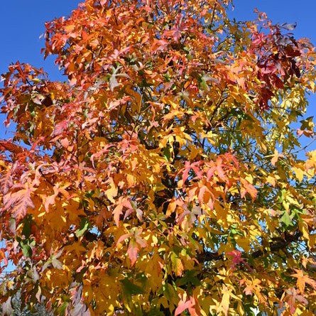 Liquidambar - Pepinieres du Plessis-Luzarches