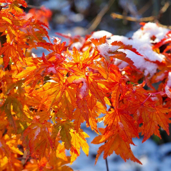 Liquidambar - Pepinieres du Plessis-Luzarches