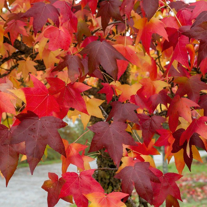 Liquidambar - Pepinieres du Plessis-Luzarches