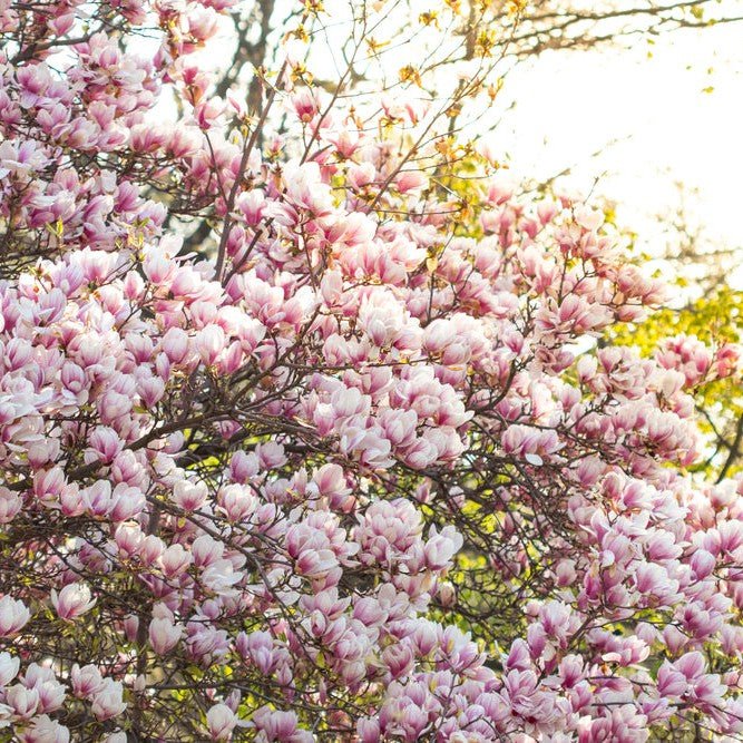 Magnolia de Soulange - Pepinieres du Plessis-Luzarches