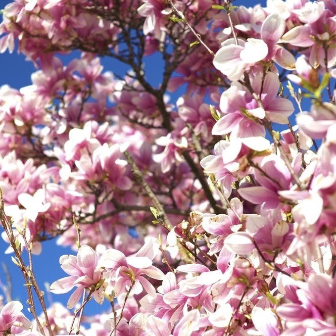 Magnolia de Soulange - Pepinieres du Plessis-Luzarches
