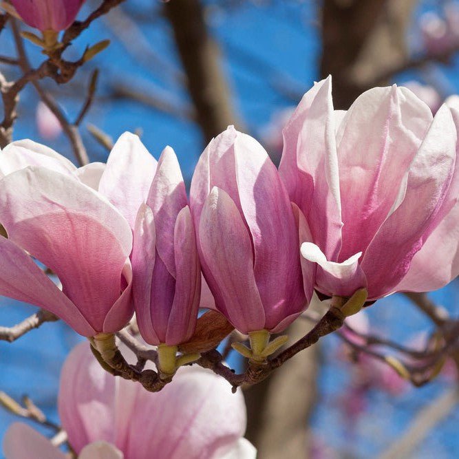 Magnolia de Soulange - Pepinieres du Plessis-Luzarches