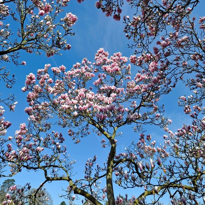 Magnolia de Soulange - Pepinieres du Plessis-Luzarches